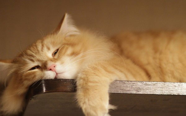 Анна Колесникова