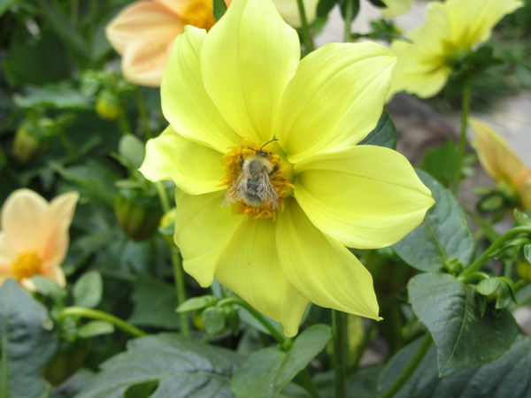 Ксения Березина