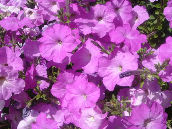 Айгуль Умирбекова