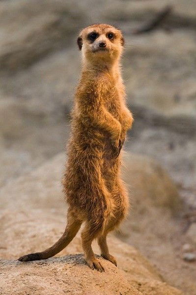 Игорь Слюсарев