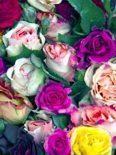 Анастасия Шенцева