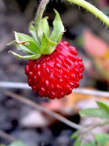 Ильмира Шовгенова