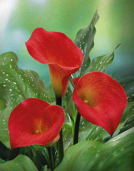 Разиля Габидуллина