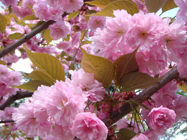 Елена Захарова