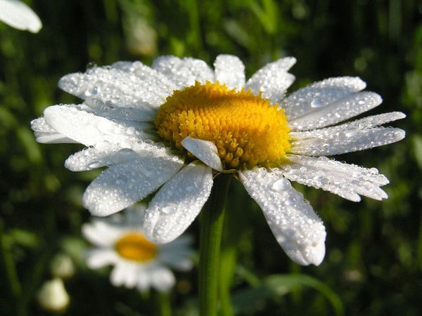 Наталья Ивановна Борзенко