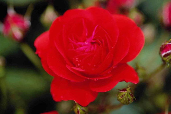 Райымбек Жолдыбаев