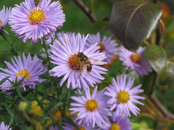 Анна Дорофеева