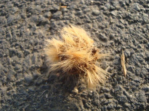 Ирина Адаменко