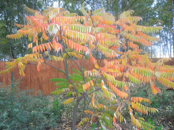 Марина Цветаева