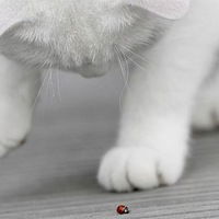 Светлана Жуковская