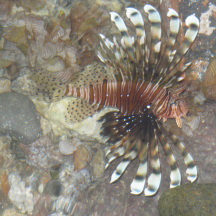 Ольга Половникова