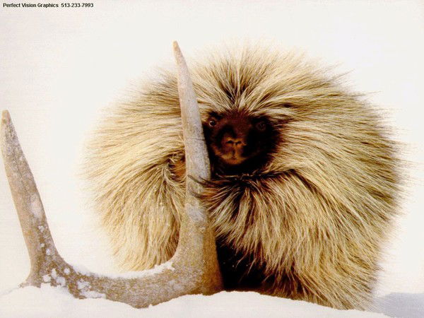 Виктор Мокрушин