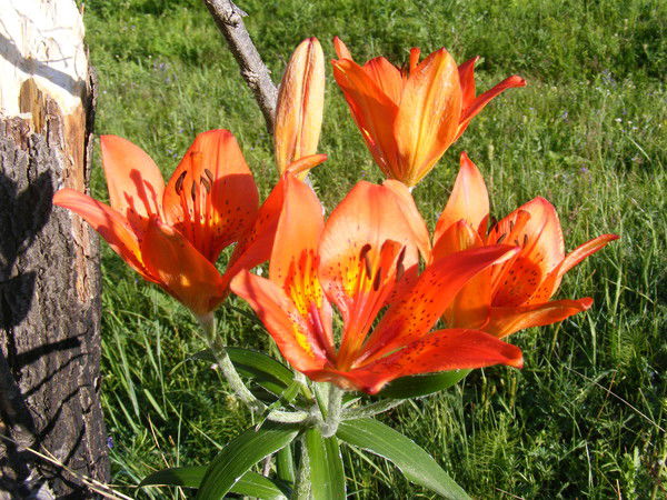 Тамара Уарова