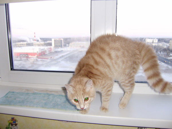 Юлия Карпова