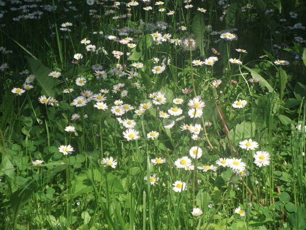 Татьяна Денисова