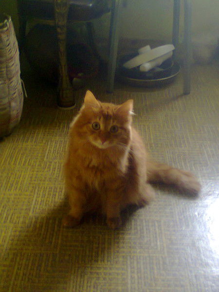 Мария (Башкарёва)