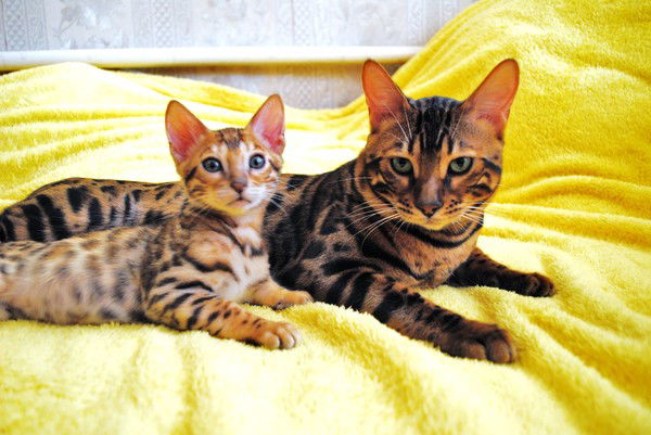 Ирина Костенко