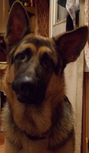 Артем Савельев