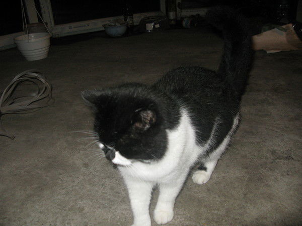 Никифор Ивлев