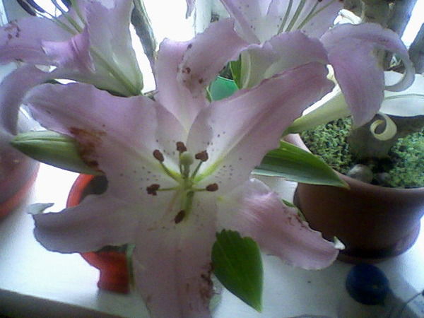 Ольга Михайловна Курильская