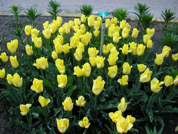 Наталья Петрова