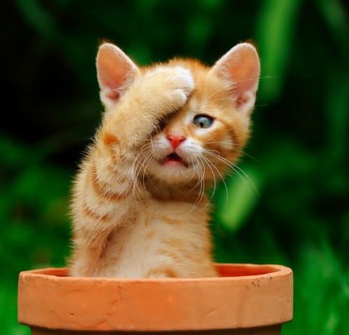 Сергей Куликов