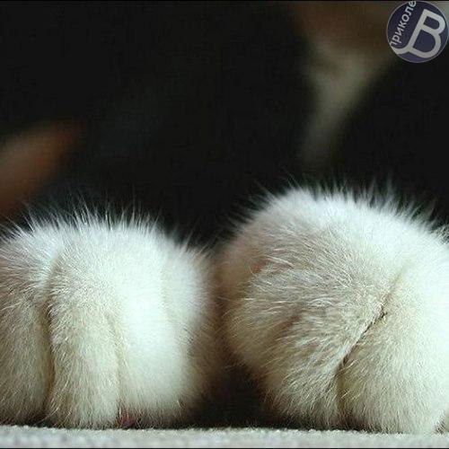 Альбина Божко