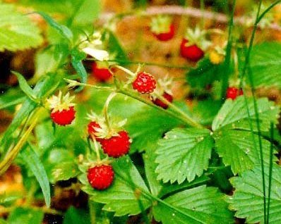 Наталья Топоркова