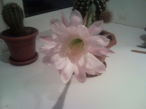 Татьяна Тимергалиева