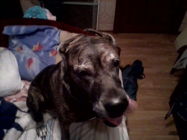 Елена Макарова