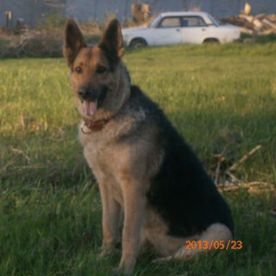 Алёнка Замятина