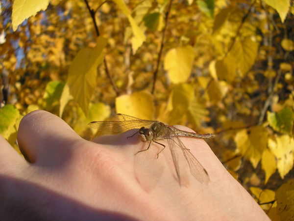 Виталька Черняков