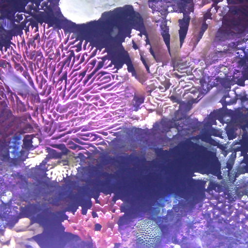 Светлана Воронище