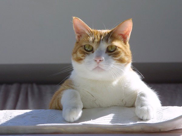 Элен Краснова