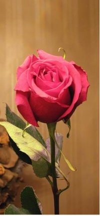 Роза Арасланова