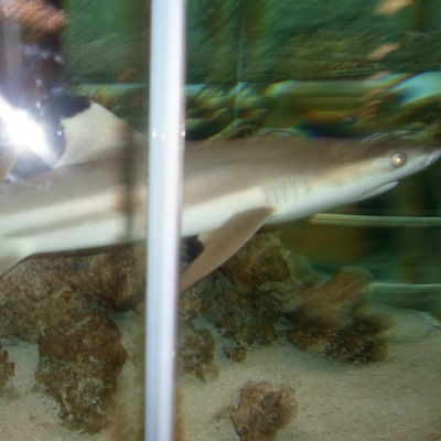 Артур Хасаншин