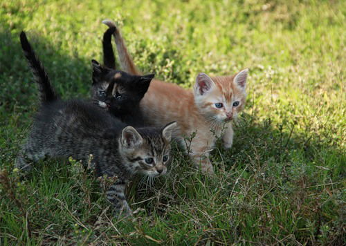 Александр Калиничев