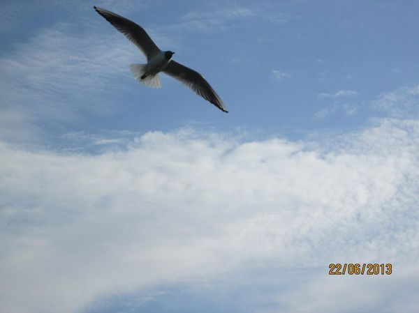 Гульшат Гильфанова