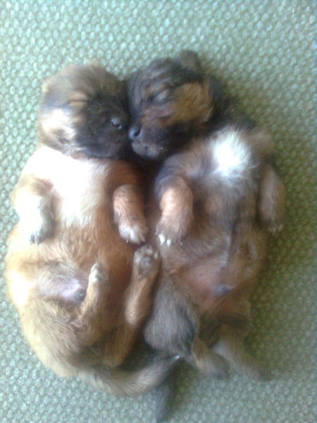 Шынгыс Талгатов