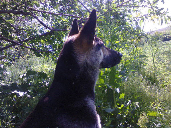 Владик Райхерт