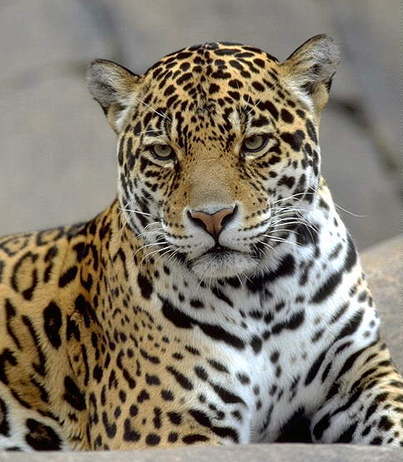 Артур Ильичёв