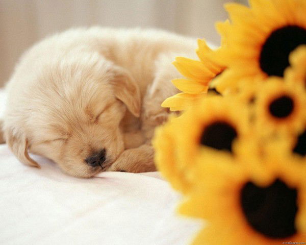 Лена Савинкина