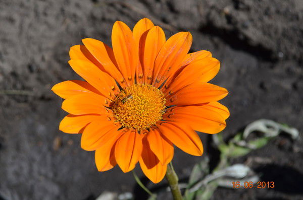 Татьяна Саломатова