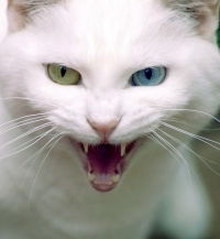 Рома Кундашкин