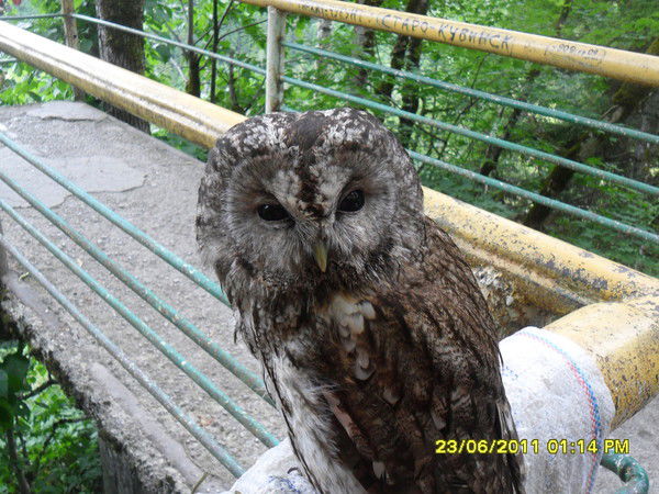 Денис Джапар