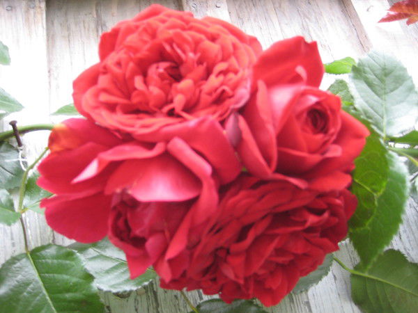 Галина Рыбакова