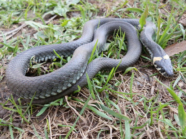 Ирина Русских