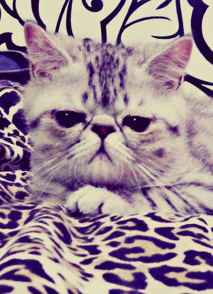 Мария Силиванова