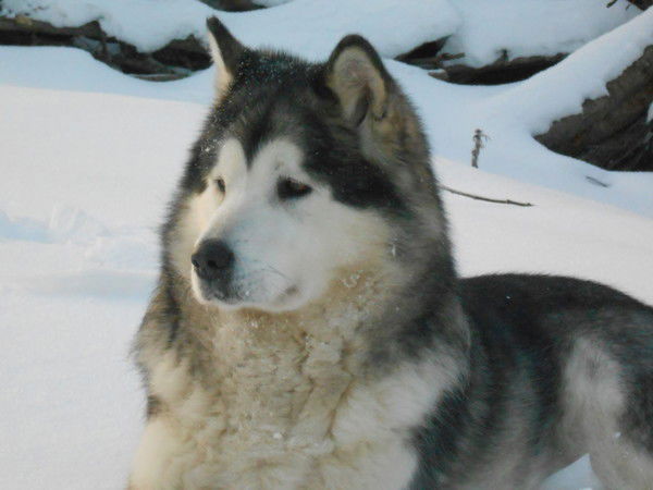 Щенки Маламута