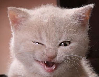 Лариса Брикина